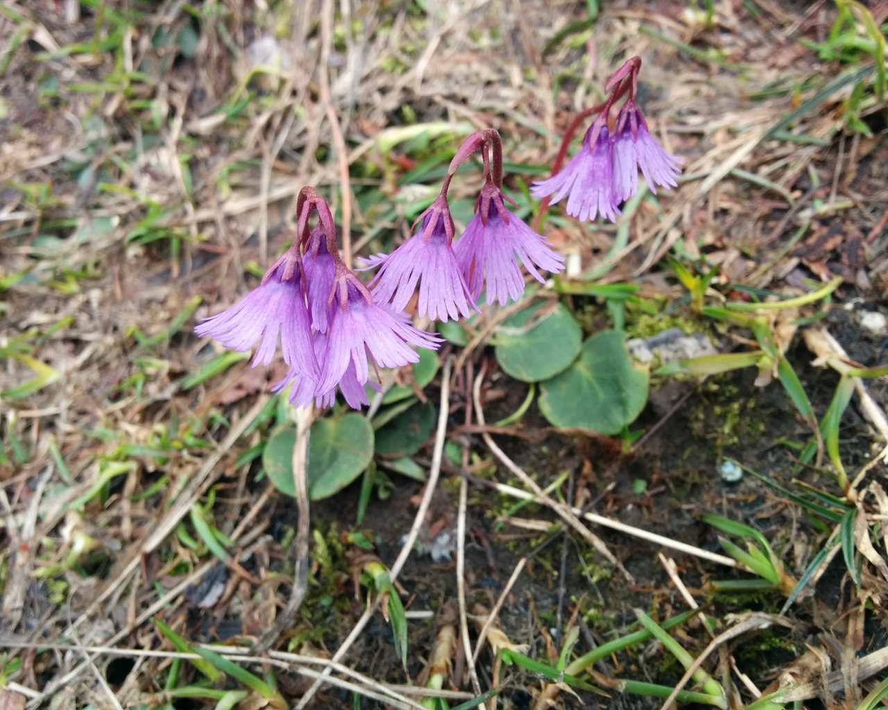 Soldanella alpina